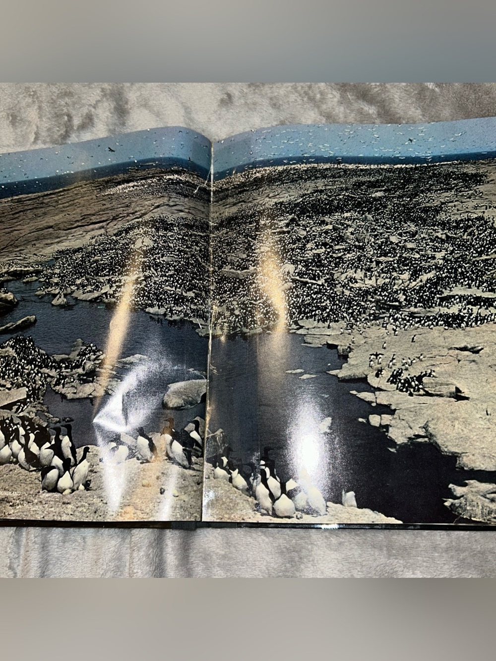 Time Life Books The Northeast Coast American Wilderness 1973 Vintage Hardcover - Picture 3 of 15